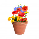 Graines en forme de bonbon pour planter des fleurs sauvages - Bonbon Mussox Graines