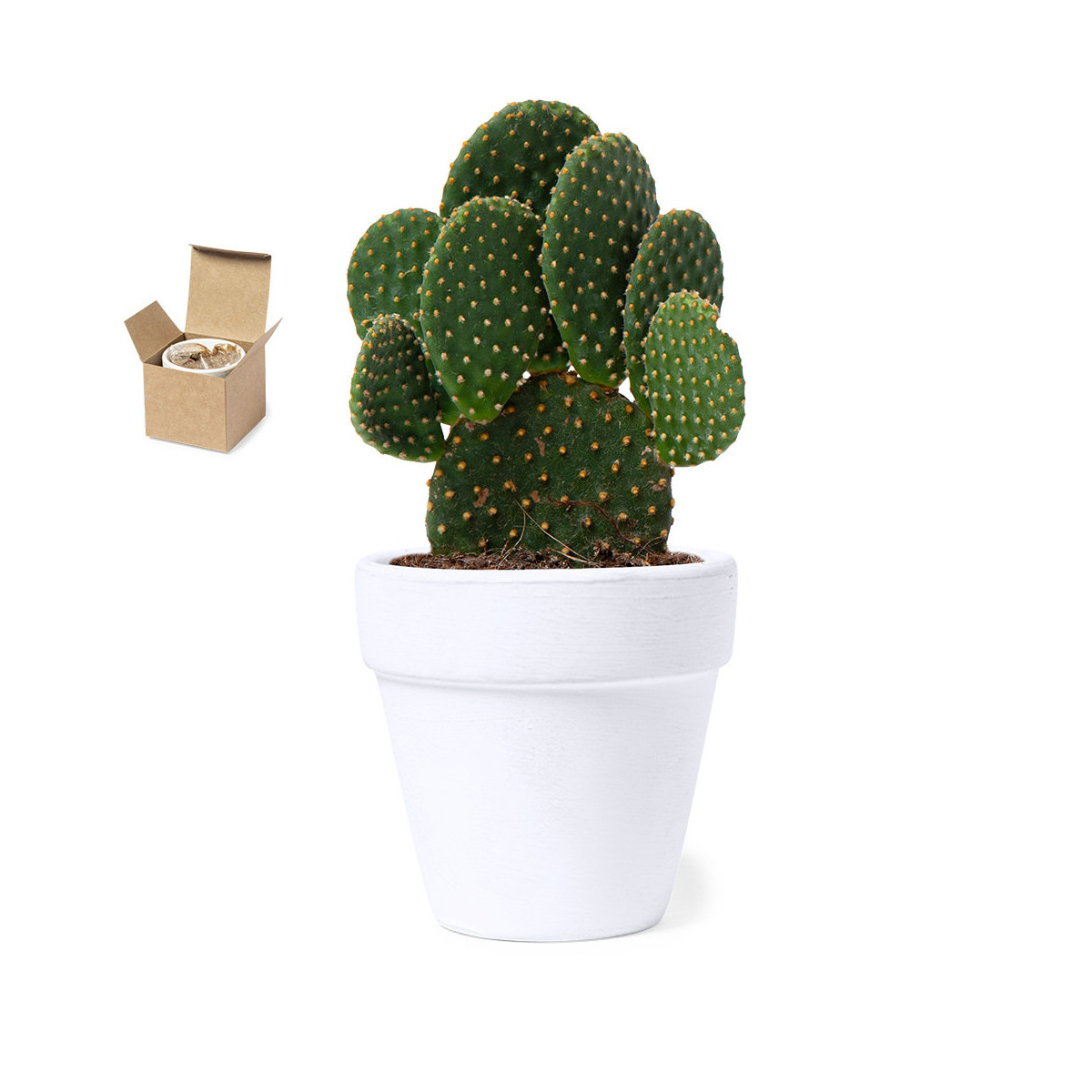 Pot en terre cuite avec graines de cactus - Pot de fleur Konté