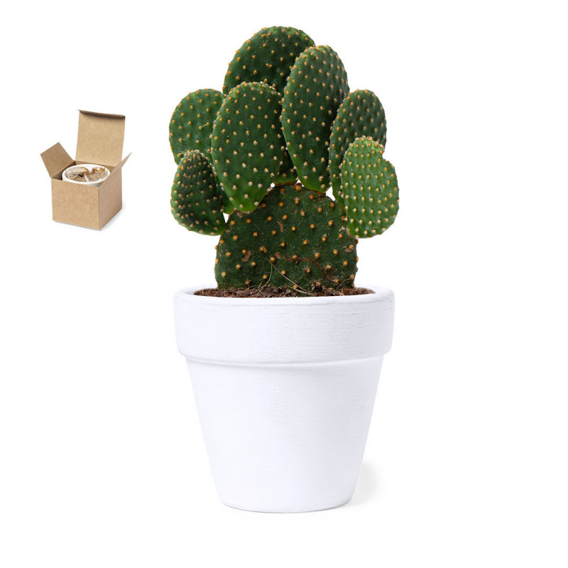 Pot en terre cuite avec graines de cactus