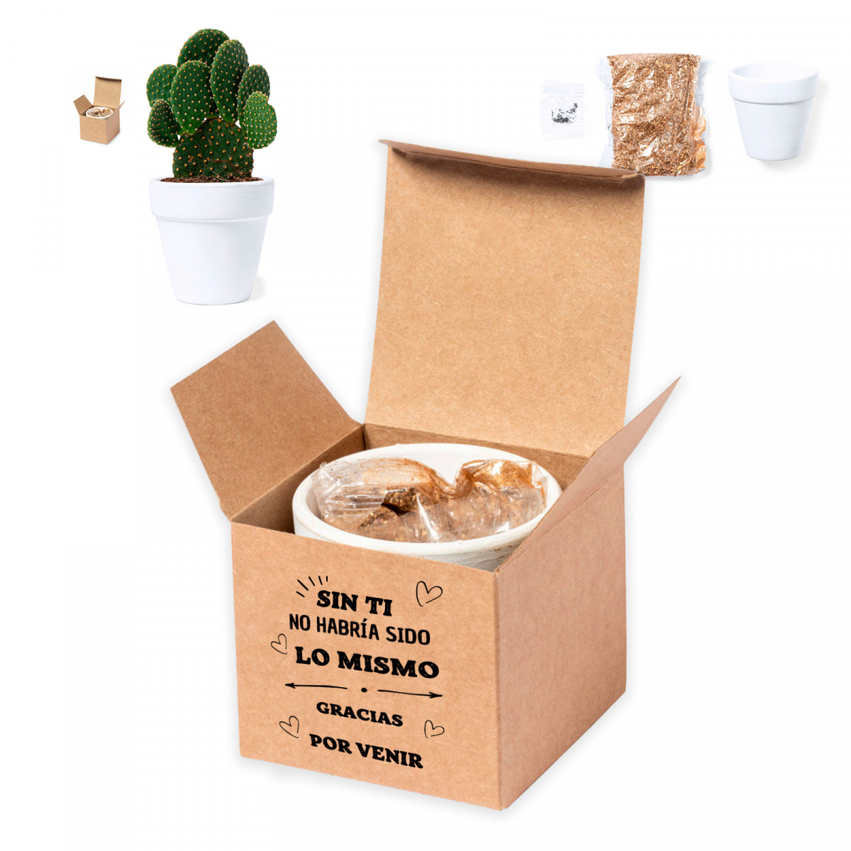 Pot en terre cuite avec graines de cactus dans une boîte personnalisée pour plus de détails