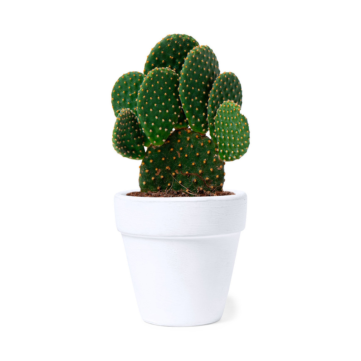 Pot en terre cuite avec graines de cactus