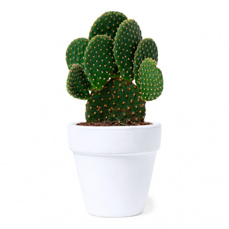 Pot de graines de cactus dans une boîte personnalisée pour baptêmes